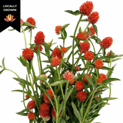Gomphrena Carmine cramer - GOM 18 RED