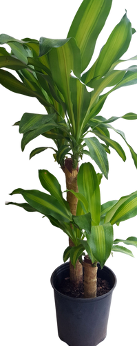 8" POTTED MASS CANE