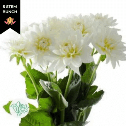 Dahlia Dec White Quartz holex