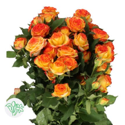 RoseSpray Yellow Org tips holl