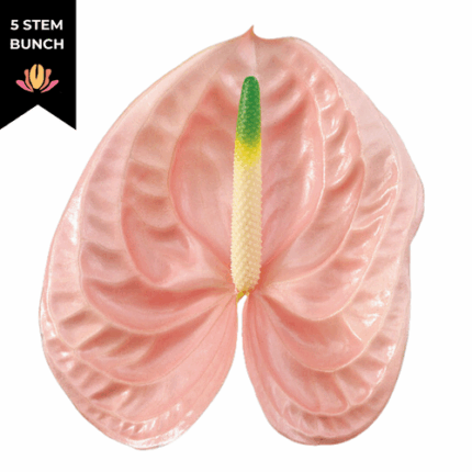 Anthurium Peach Cheers Large (x5 st) can.