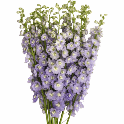Delph Hybrid Lavender choice(1