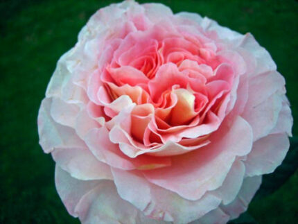 Augusta louise(Lt Pink/Yellow)