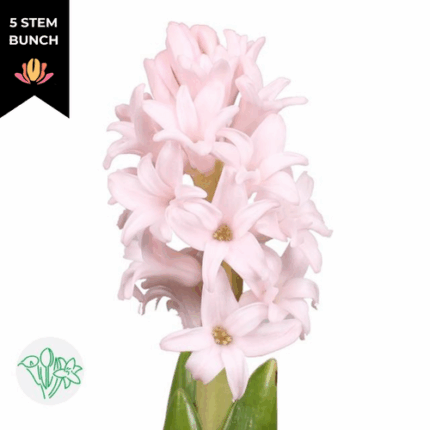Hyacinth Pink Elephant holl