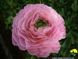 Ranunculus grn japanese