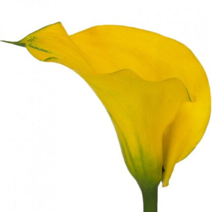 Callas Capt Morelli holl