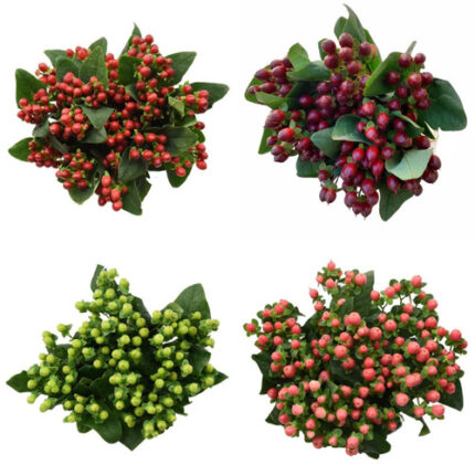 Hypericum Asst Fall(12case)rio