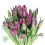 Tulip Bullit holl (purple) xtra