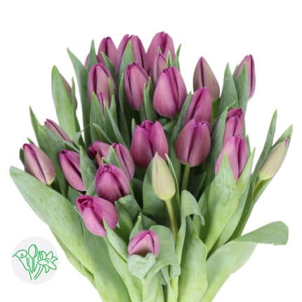 Tulip Bullit holl (purple) xtra