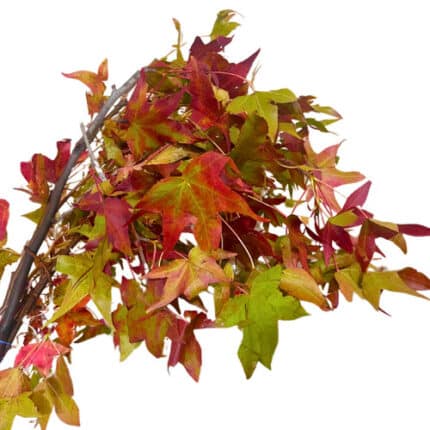 Liquid Amber camflor