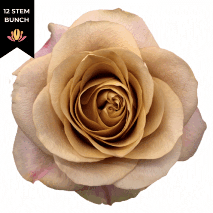 Rose Symbol 40/50cm (x12 stems) fresca