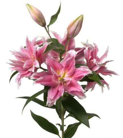 Lily Dbl Pink holex