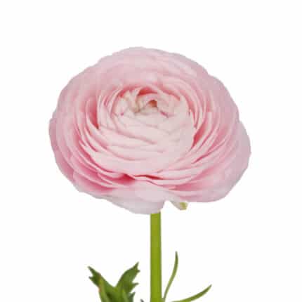 Ranunculus Aazur LtPk holl