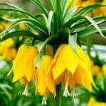 Fritillaria Lutea holl(STEM)
