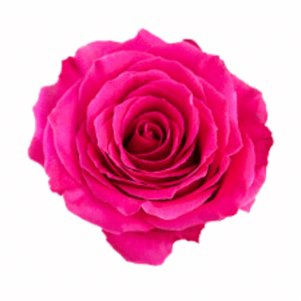 Rose Jacaranda 80cm rprima