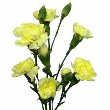 CarnMini Yellow golden