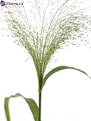 Grass Panicum  cramer