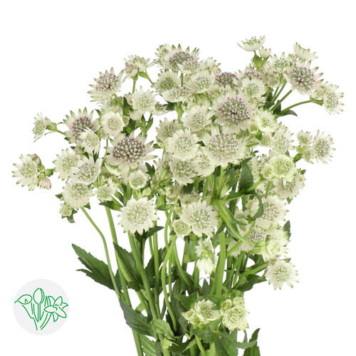 e2740b22-9d2a-48d9-a233-32bad1174713.jpg Astrantia White bella - Image 1
