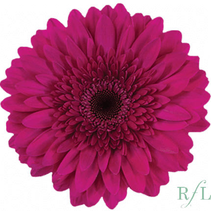 Gerbner Martini htPink RF
