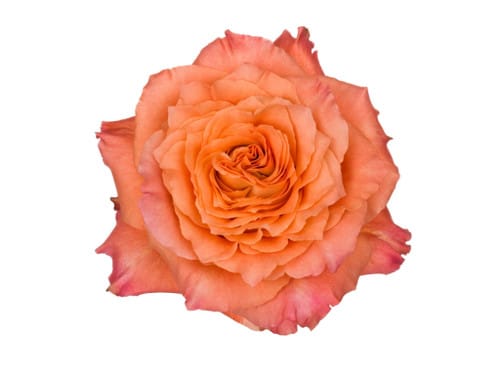 e27918b1-855e-463f-abd2-7d769c283b18.jpg Rose Free Spirit 60cm florecal - Image 1