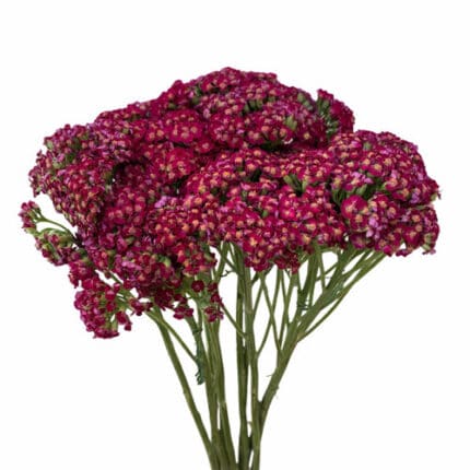 Yarrow Purple holex