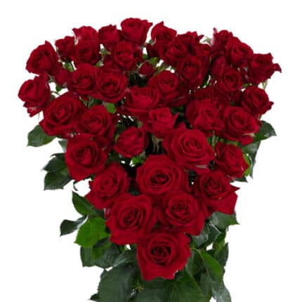 RoseSpray Dominica holl