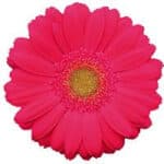 Gerber HotPink ob - Image 2