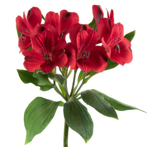 e2b26d8b-541d-40a8-97f5-216b74ba3788.png Alstro Red bmark supsel - Image 1