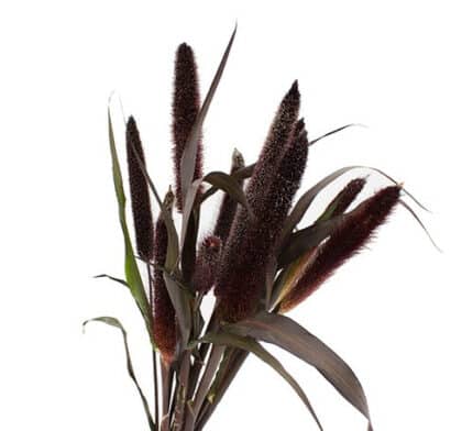 Millet Black tutuli