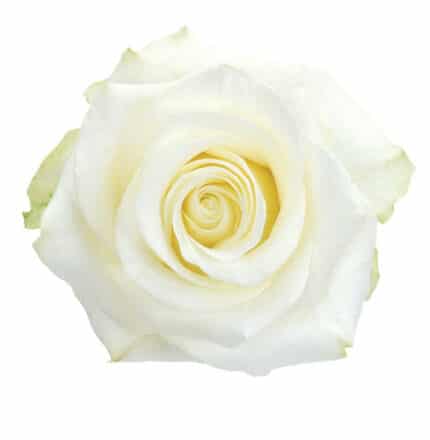 Rose PolarStar 40cm rprima