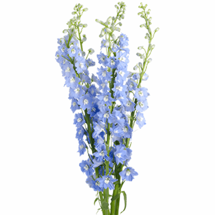 Delph Elatum Centurion Skyblue