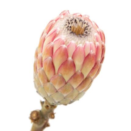 Protea Susara sole(STEM)