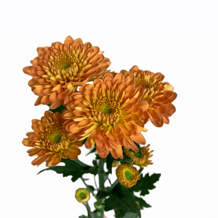 Pom Cushion Drum gdns