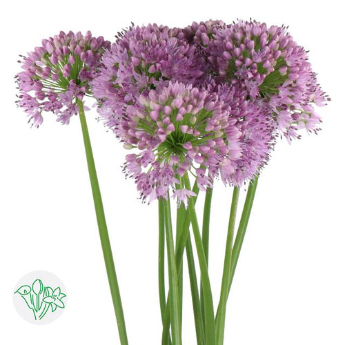 e2ffecd5-654f-426a-9c27-431c00fb4f90.jpg Allium Senescens holl - Image 1