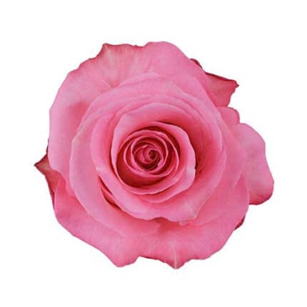 Rose Conquista 50cm naranjo