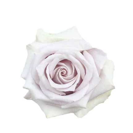 Rose Silvery Light 70cm rfi