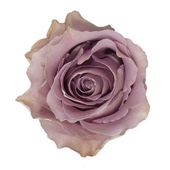 Rose Grey Knights 50cm rfi