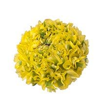 Ranunculus PonPon Stell holl