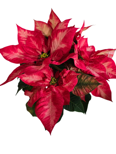 6" BLOOMING POINSETTIA PINK