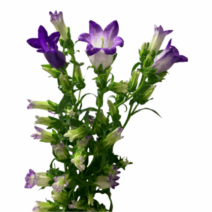 Campanula White w/ Purple esme