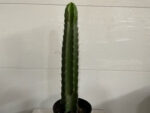 10" Cactus Peruvianus - Image 2