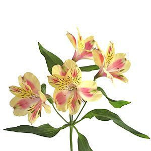 Alstro Charmelia Pk Yellow gdn