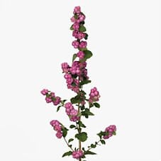 Snowberries Spray Mini DkPink