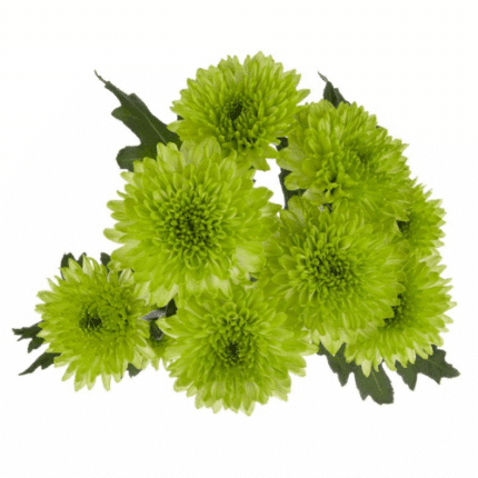 Pom Cushion Lemonada Grn SOLE