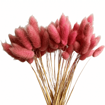 Dried Bunny Tail Pink holl