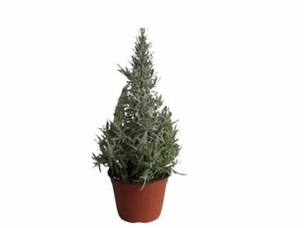 6" Lavender Tree