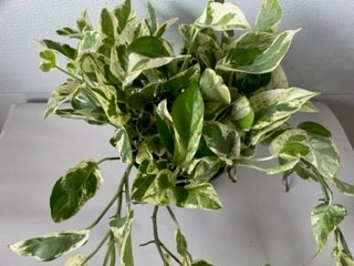 6' Pothos N Joy
