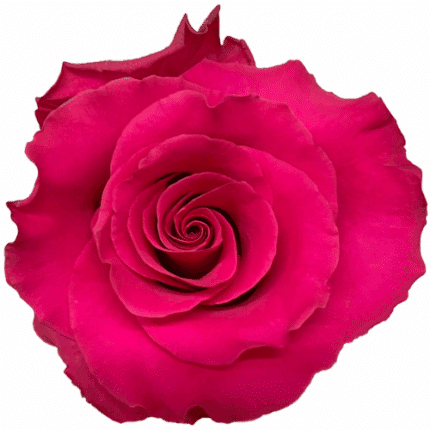 Rose Jacaranda 60cm rprma