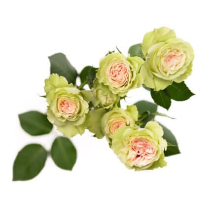 RoseSpray Green Antique rfi