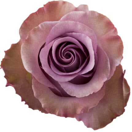 Rose Govina 50cm Sunrite